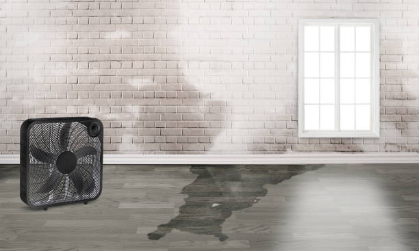 Best Basement water damage restoration  in Crisfield, MD
